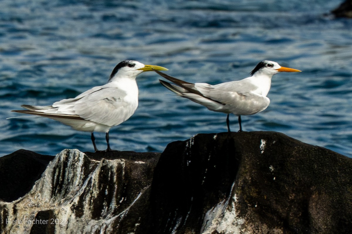 Eilseeschwalbe - ML646445456