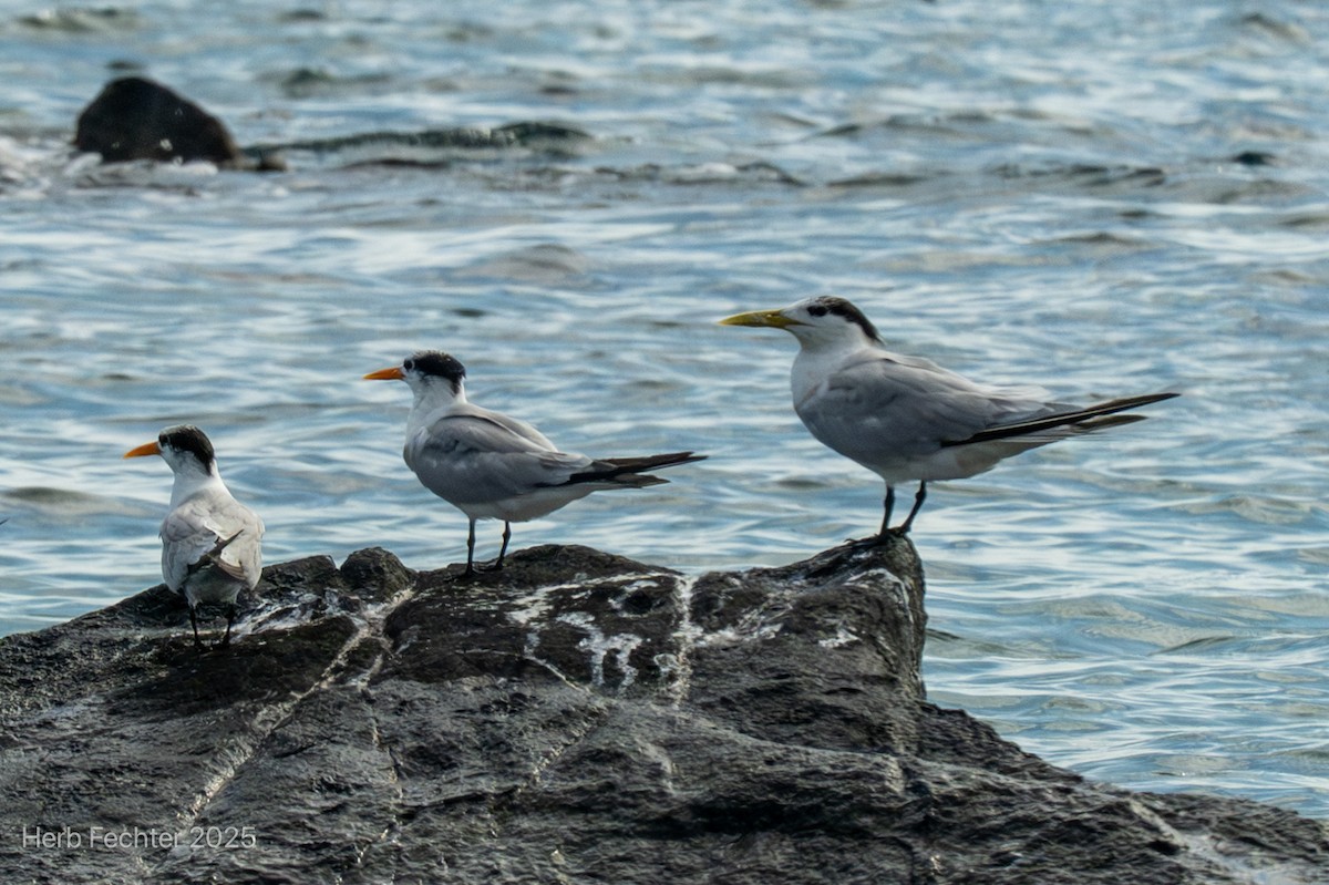 Eilseeschwalbe - ML646445457