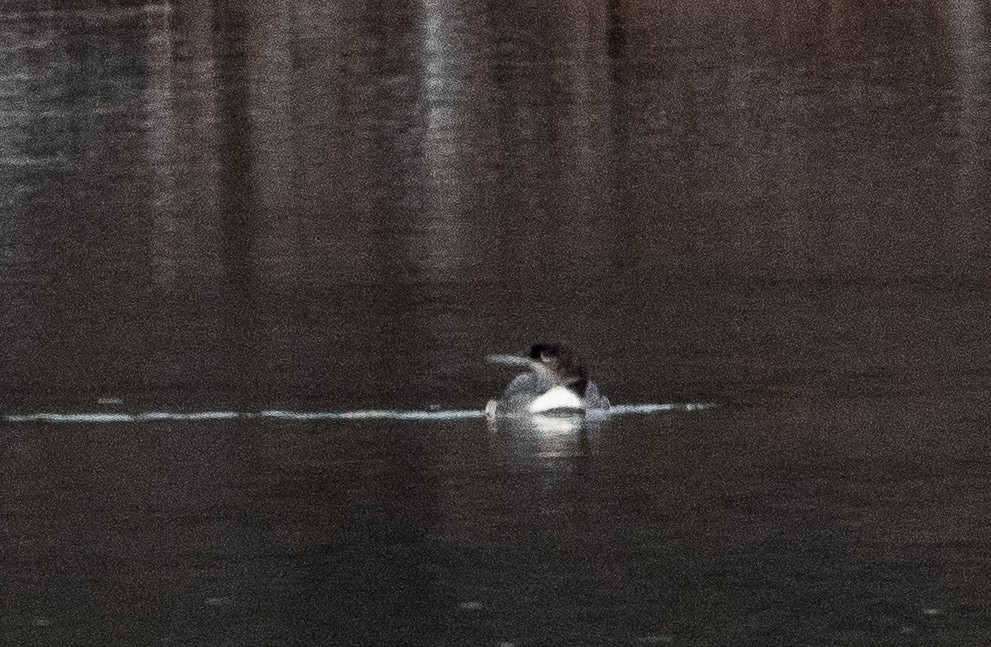 Common Loon - ML646445459
