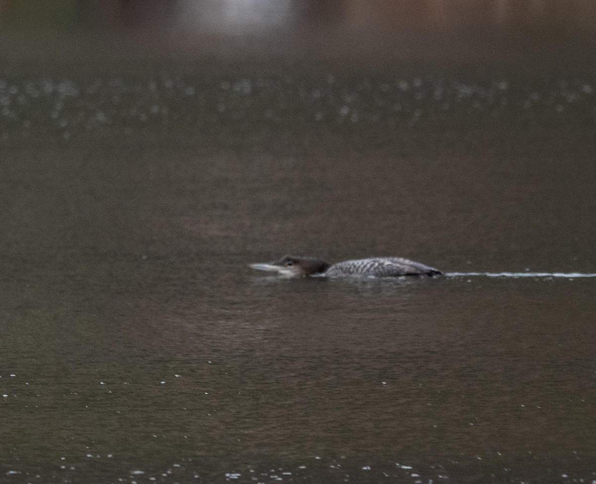 Common Loon - ML646445460