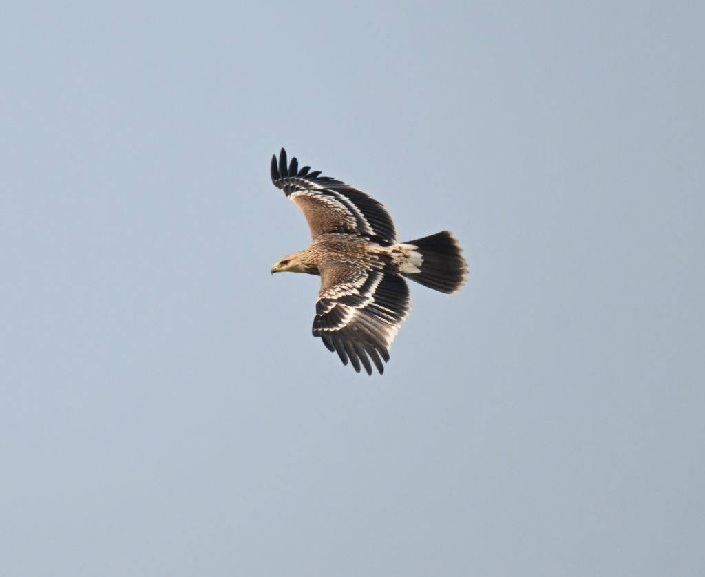 Imperial Eagle - ML646445461