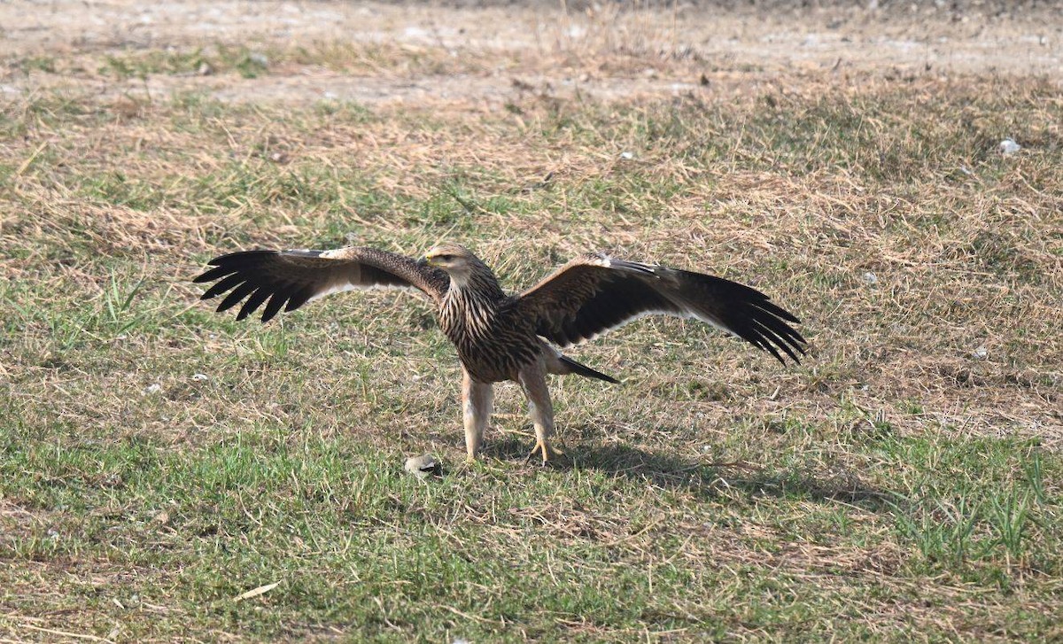 Imperial Eagle - ML646445462