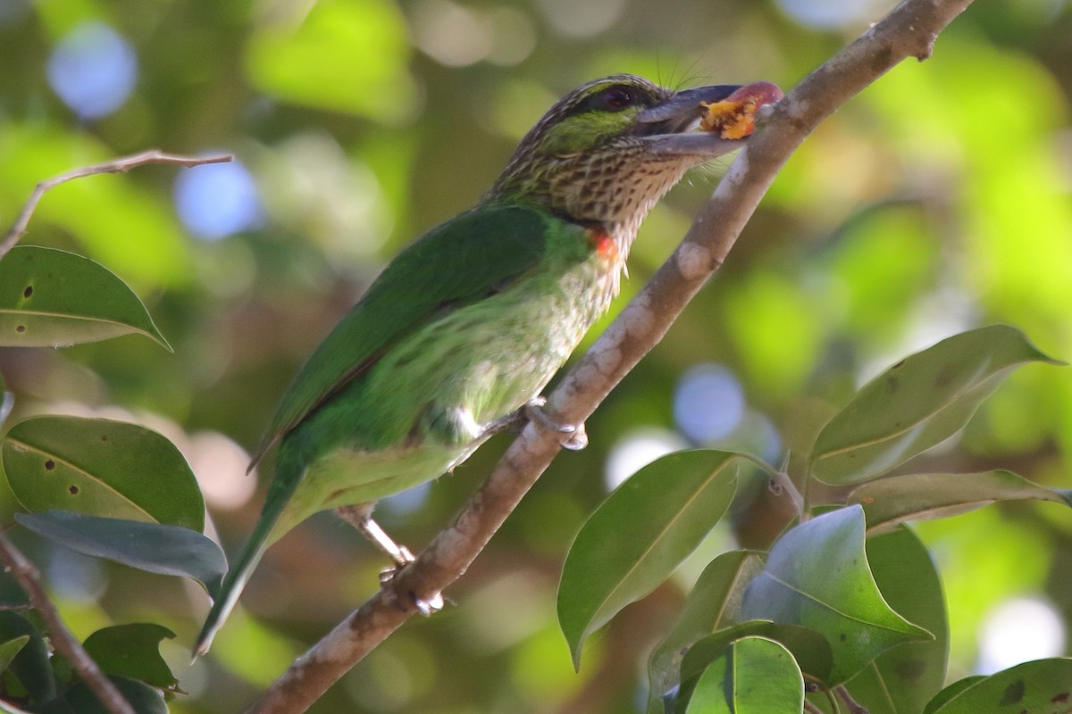 Green-eared Barbet - ML646445463