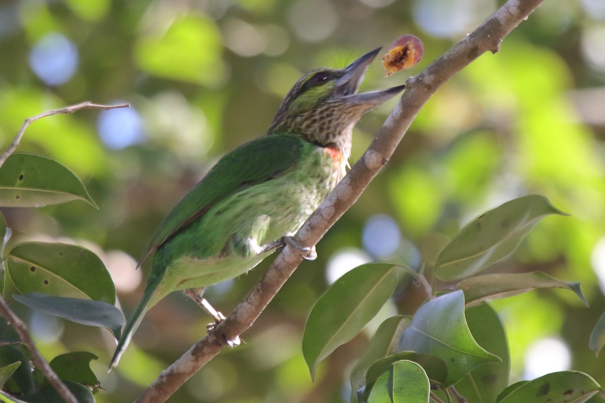 Green-eared Barbet - ML646445464