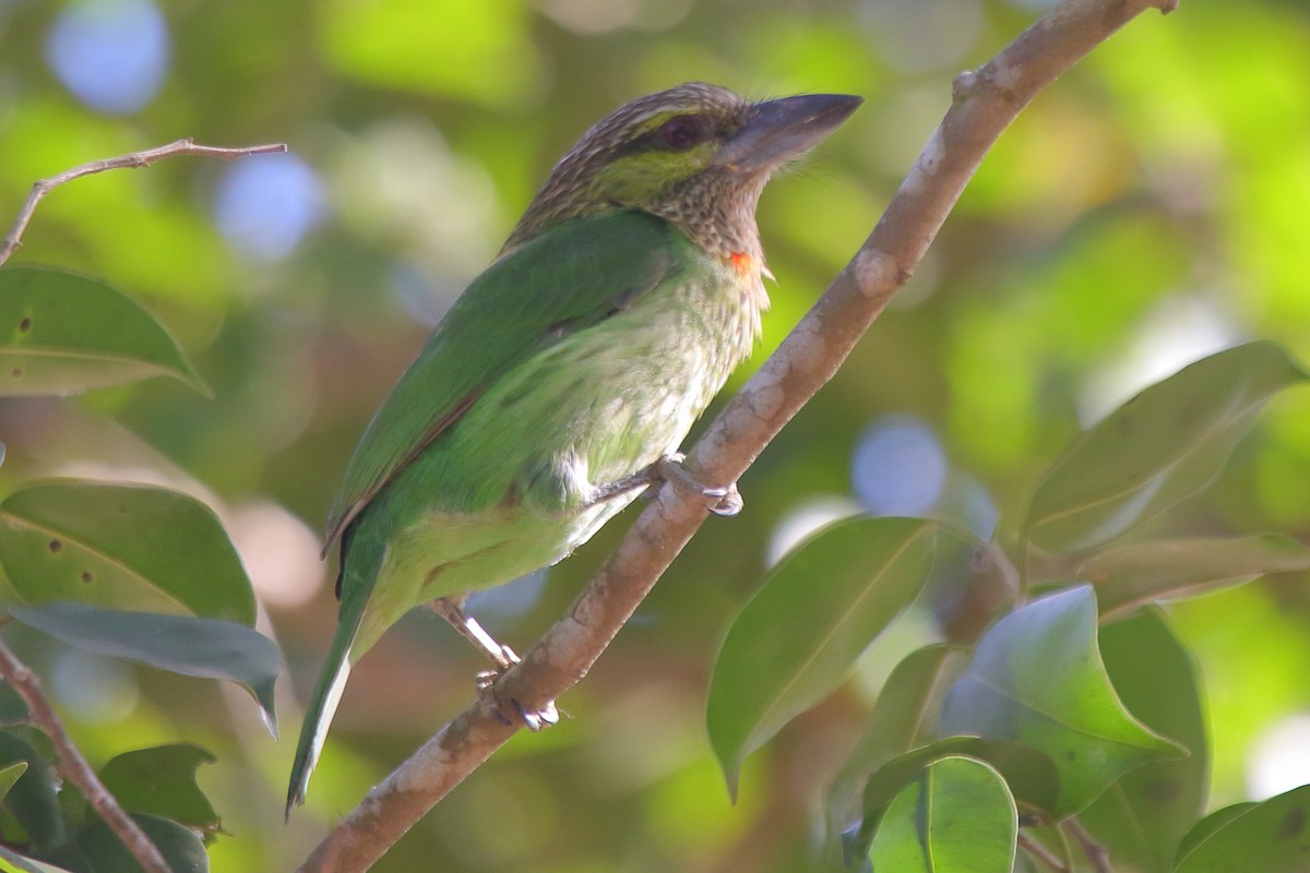 Green-eared Barbet - ML646445466