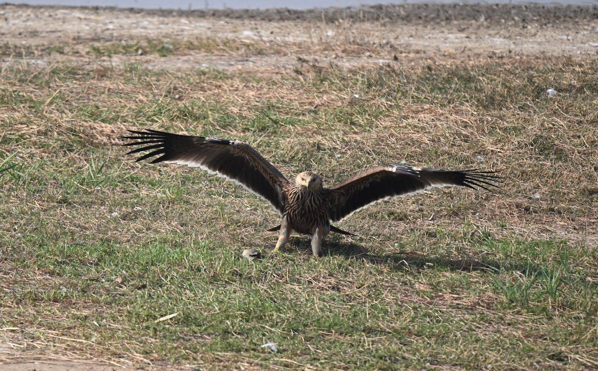 Imperial Eagle - ML646445469