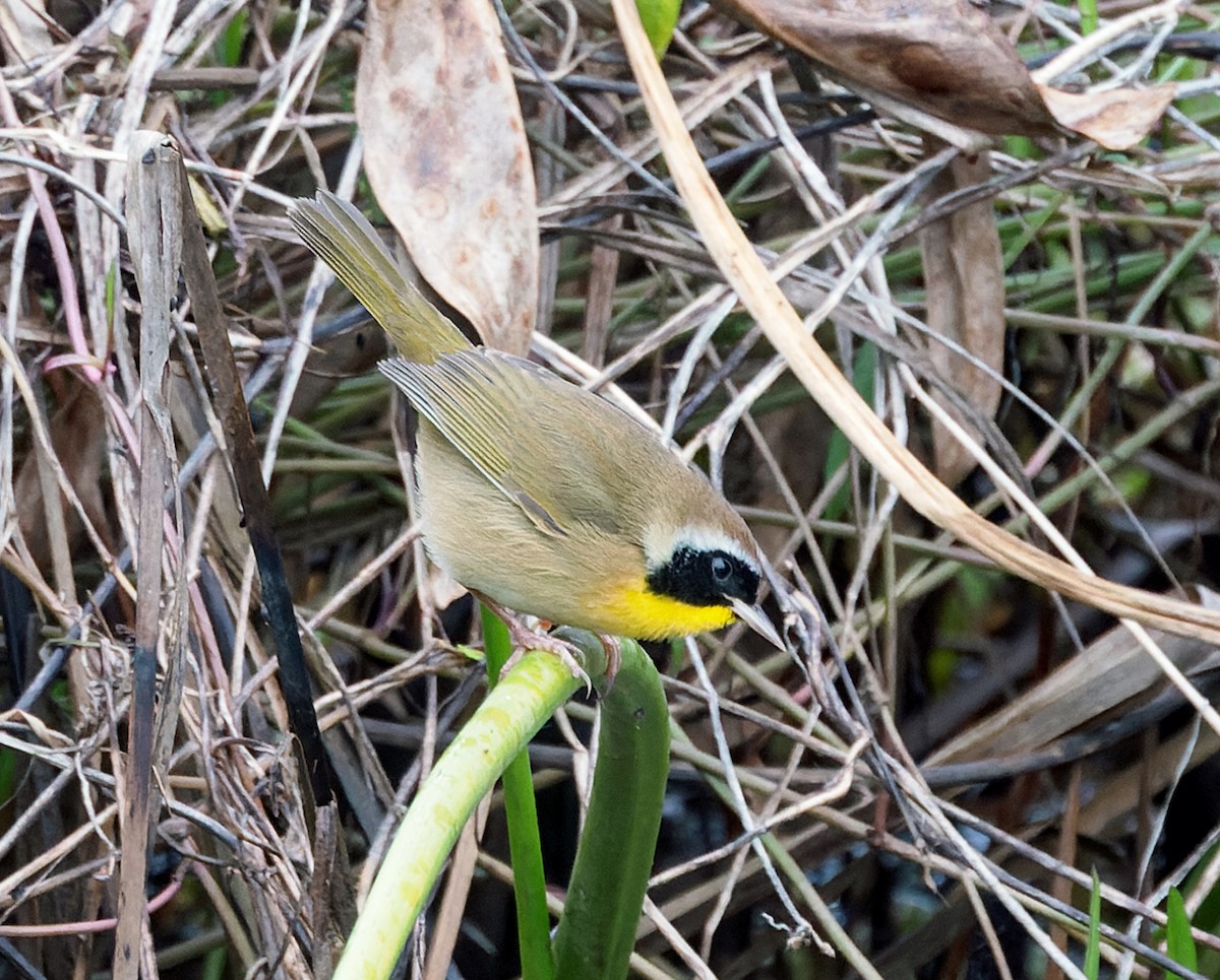 lesňáček žlutohrdlý - ML646445471