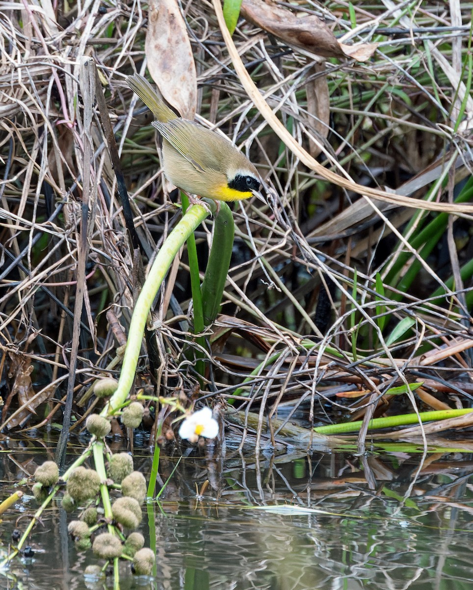 lesňáček žlutohrdlý - ML646445472