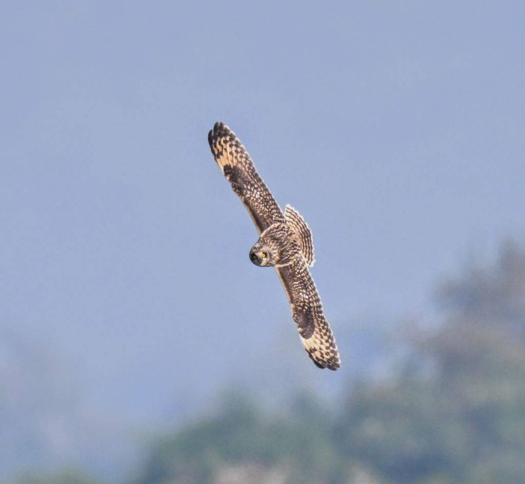 Short-eared Owl - ML646445474