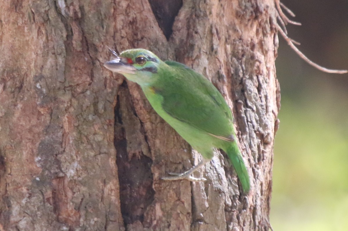 Moustached Barbet - ML646445475
