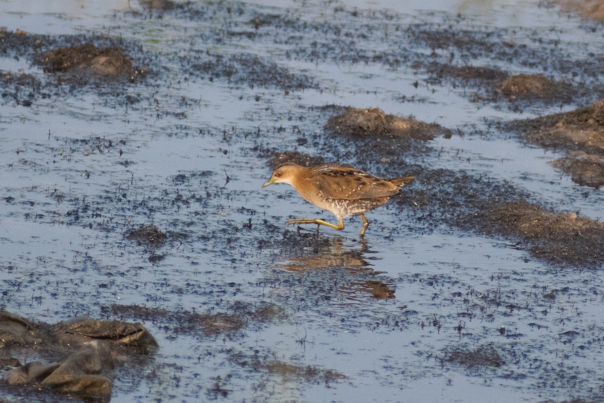 Baillon's Crake - ML646445480