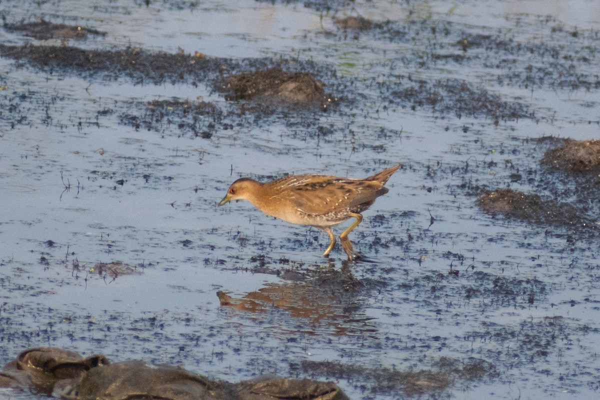 Baillon's Crake - ML646445481