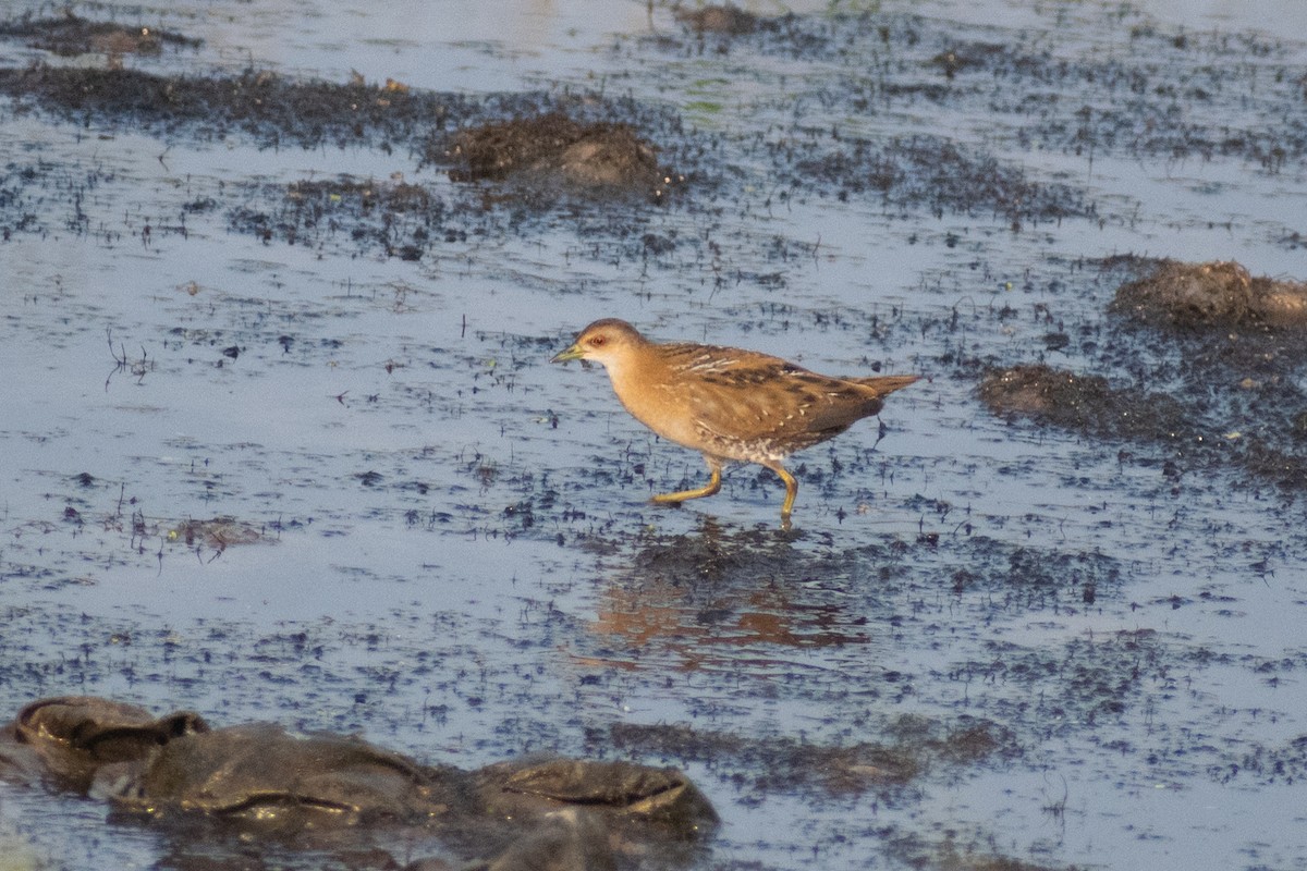 Baillon's Crake - ML646445482