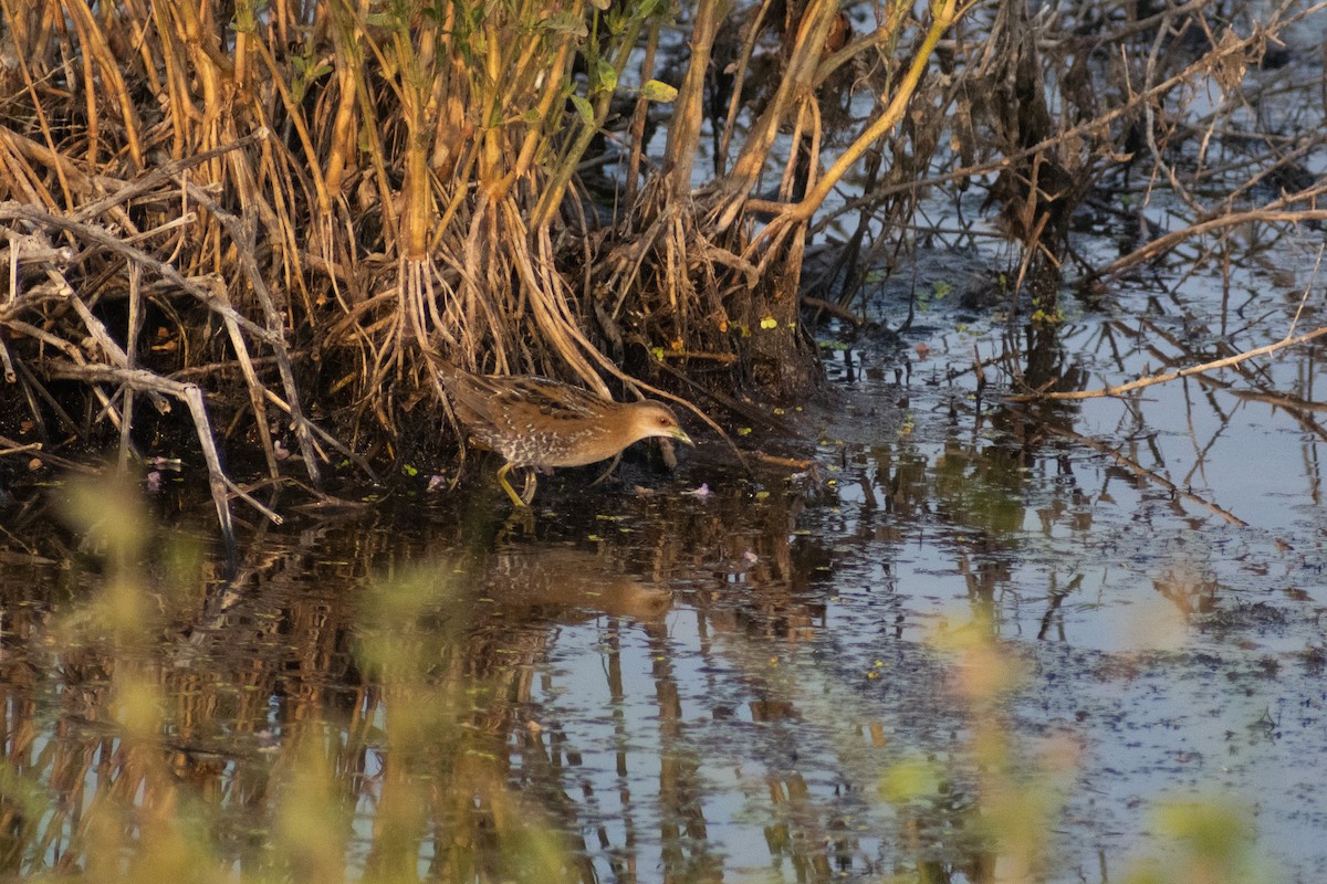 Baillon's Crake - ML646445483