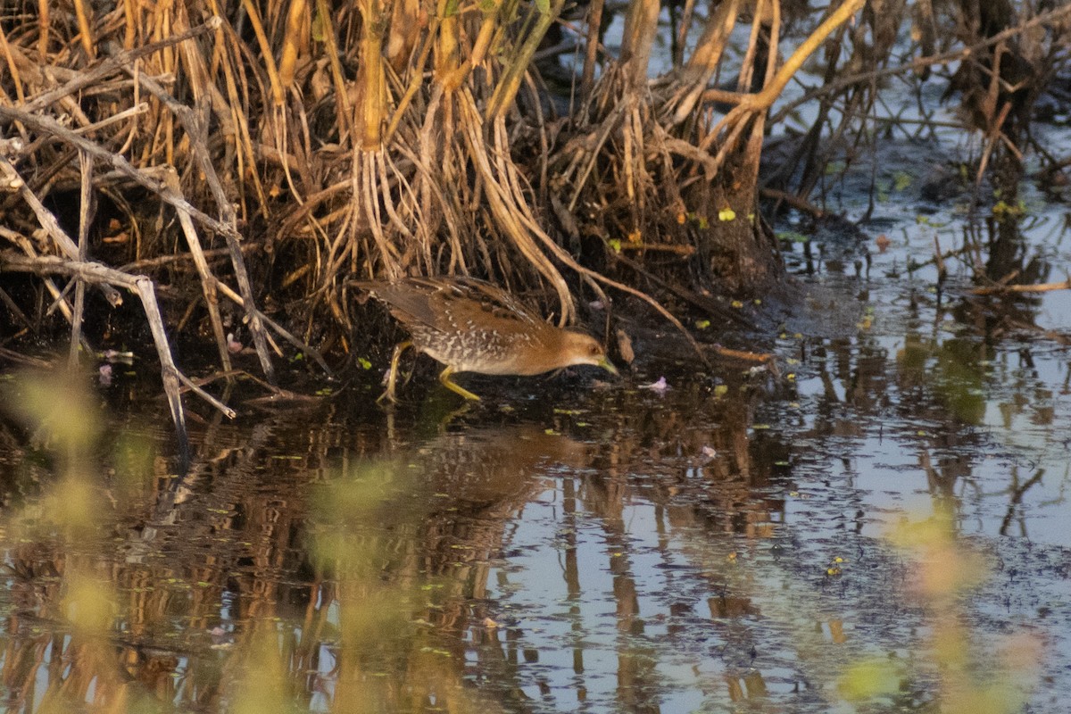 Baillon's Crake - ML646445484