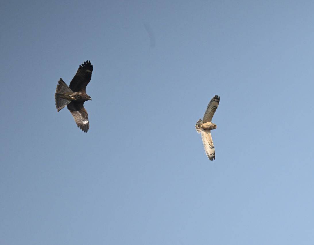 Short-eared Owl - ML646445485
