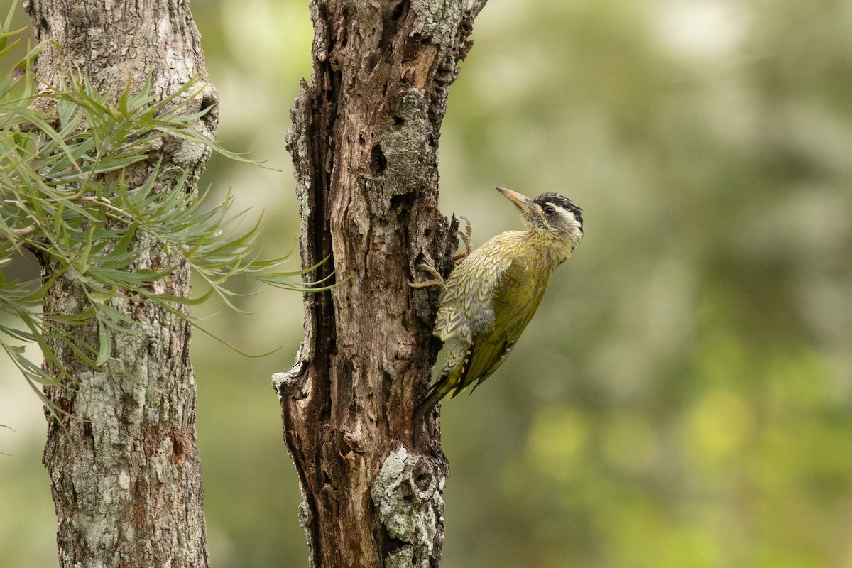 Streak-throated Woodpecker - ML646445486