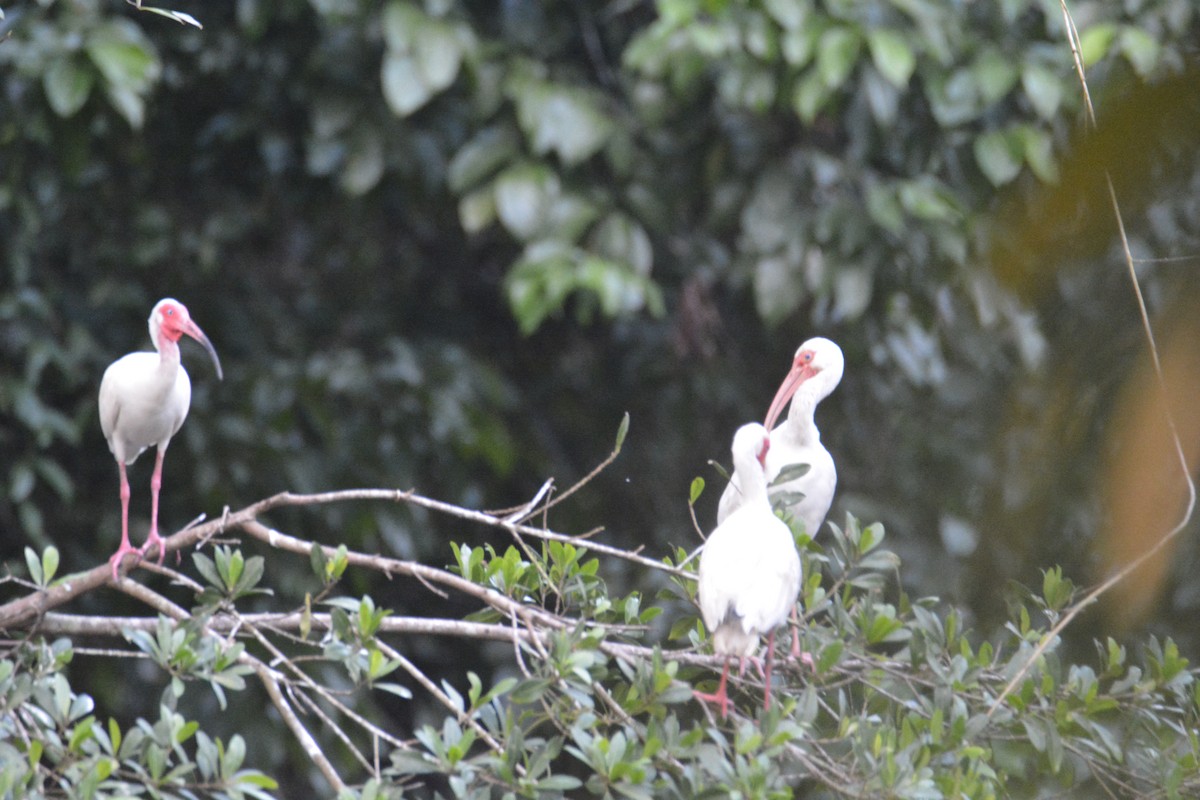 Ak Aynak - ML646445487