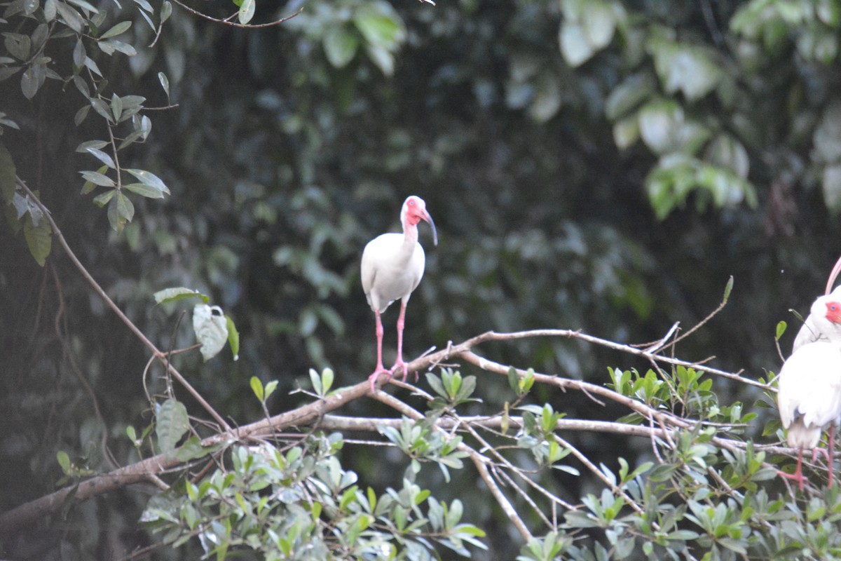 Ak Aynak - ML646445489