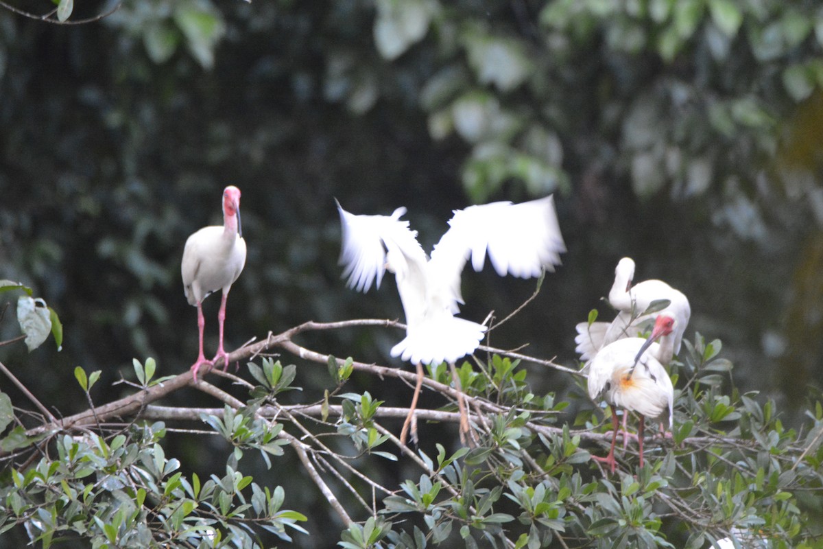 Ak Aynak - ML646445490