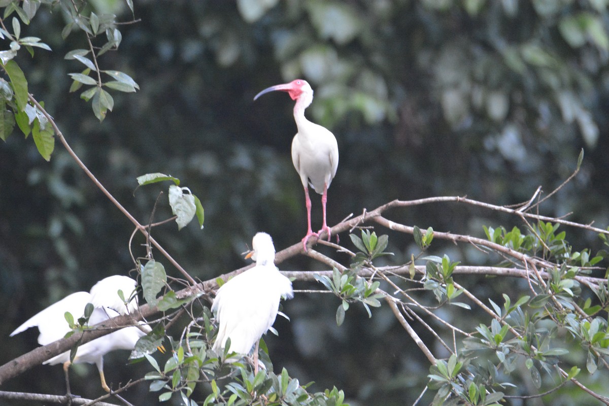 Ak Aynak - ML646445491