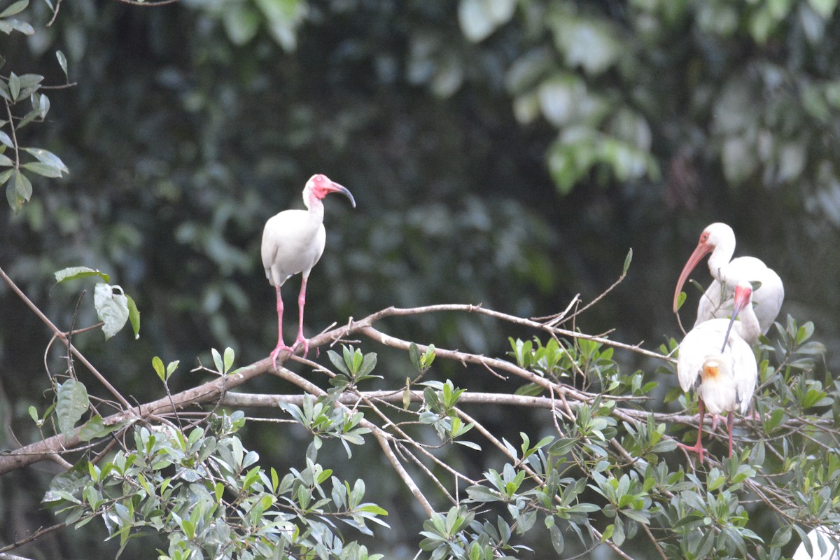 Ak Aynak - ML646445492