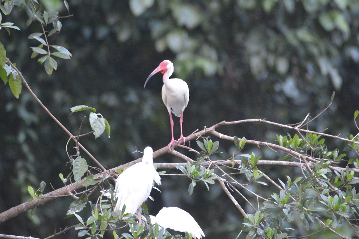 Ak Aynak - ML646445493