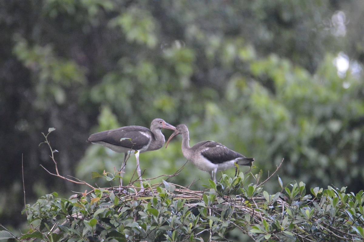 Ak Aynak - ML646445494