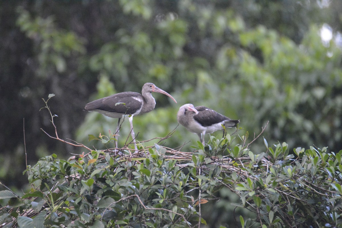 Ak Aynak - ML646445495