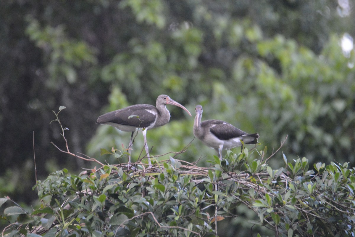 Ak Aynak - ML646445496