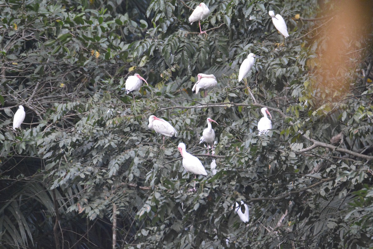 Ak Aynak - ML646445497