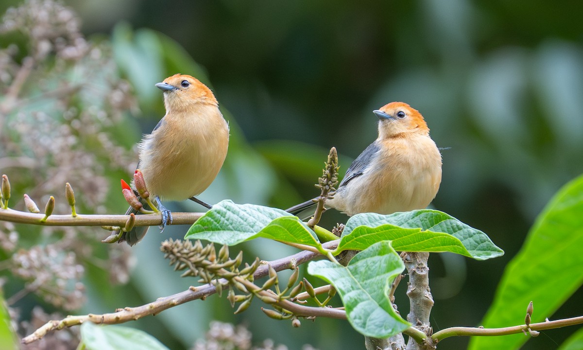 Buff-bellied Tanager - ML646445498