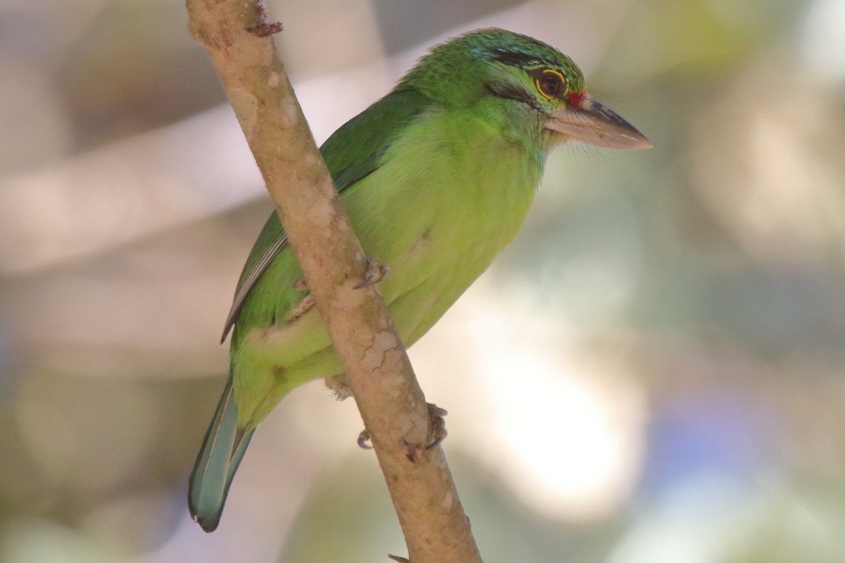 Moustached Barbet - ML646445501
