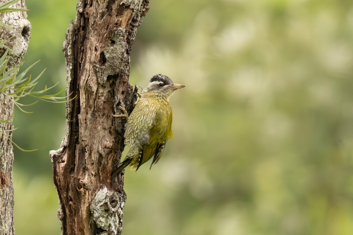Streak-throated Woodpecker - ML646445503