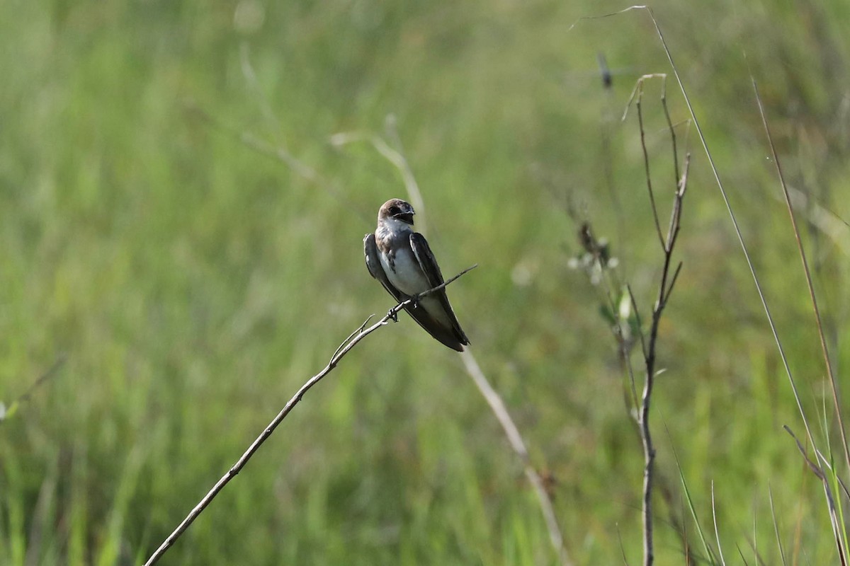 Banded Martin - ML646445504