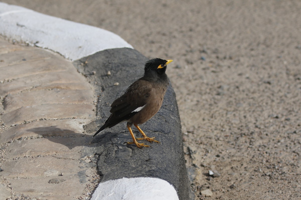 Common Myna - ML646445505