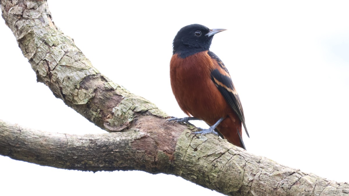 Orchard Oriole - ML646445507