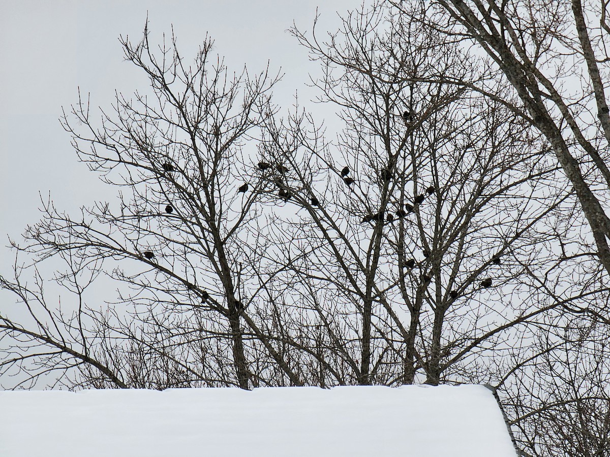 Estornino Pinto - ML646445509