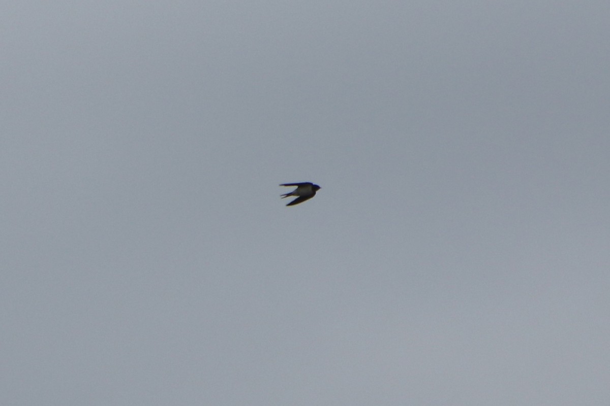 Kır Kırlangıcı (gutturalis/mandschurica) - ML646445510