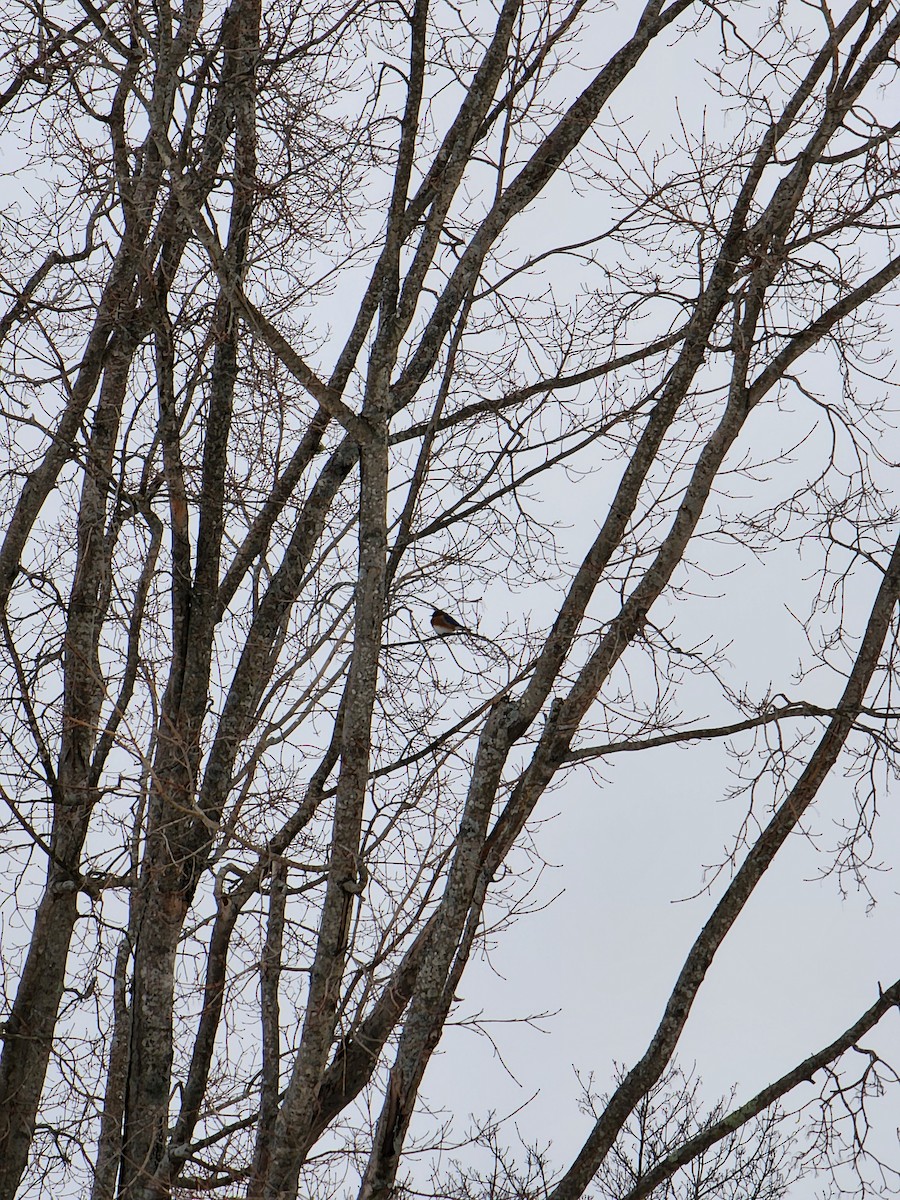 Azulejo Oriental - ML646445511