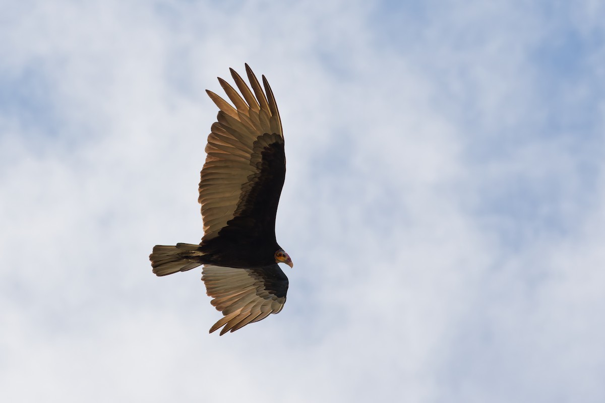 Lesser Yellow-headed Vulture - ML646445512