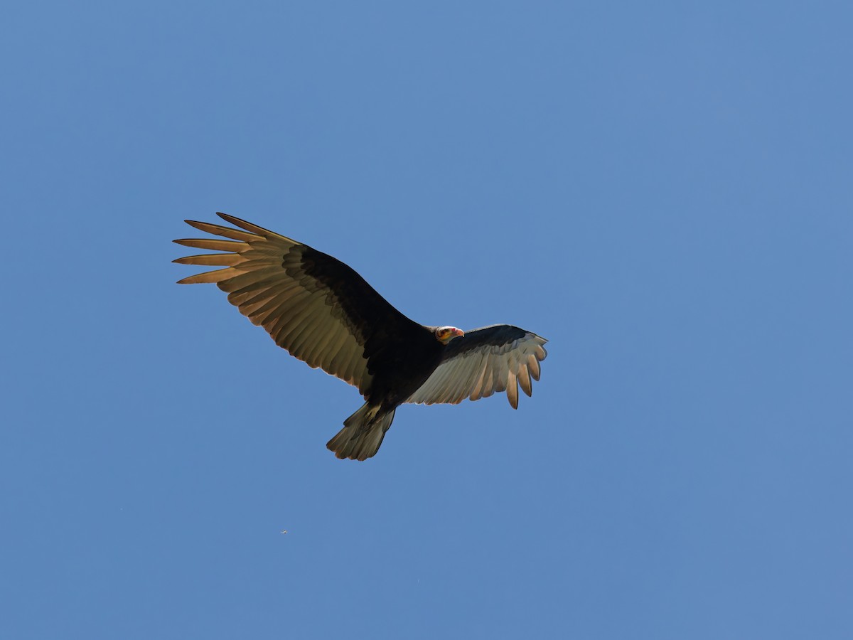 Lesser Yellow-headed Vulture - ML646445513