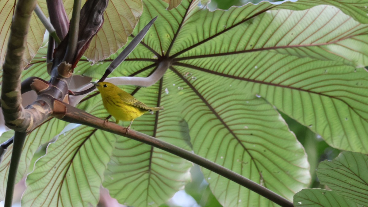 Northern Yellow Warbler - ML646445514