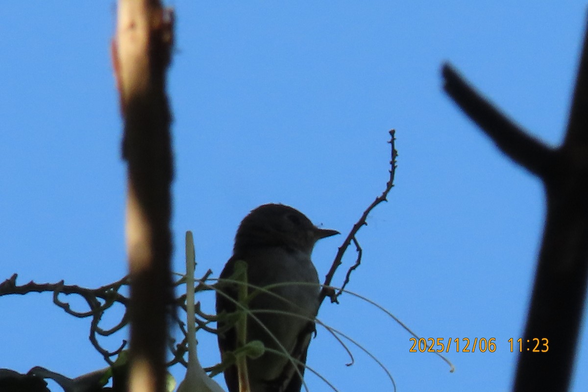 Asian Brown Flycatcher - ML646445515