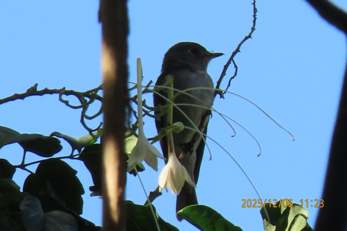 Asian Brown Flycatcher - ML646445522