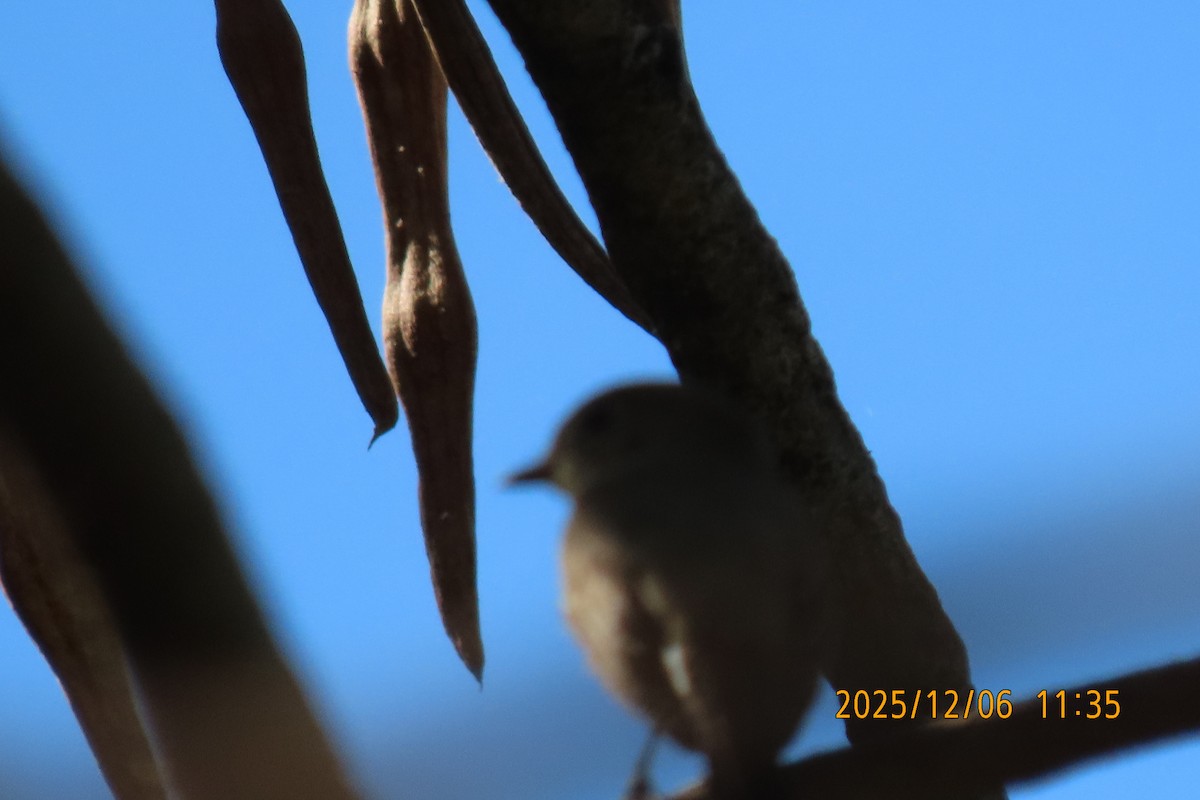 Asian Brown Flycatcher - ML646445523