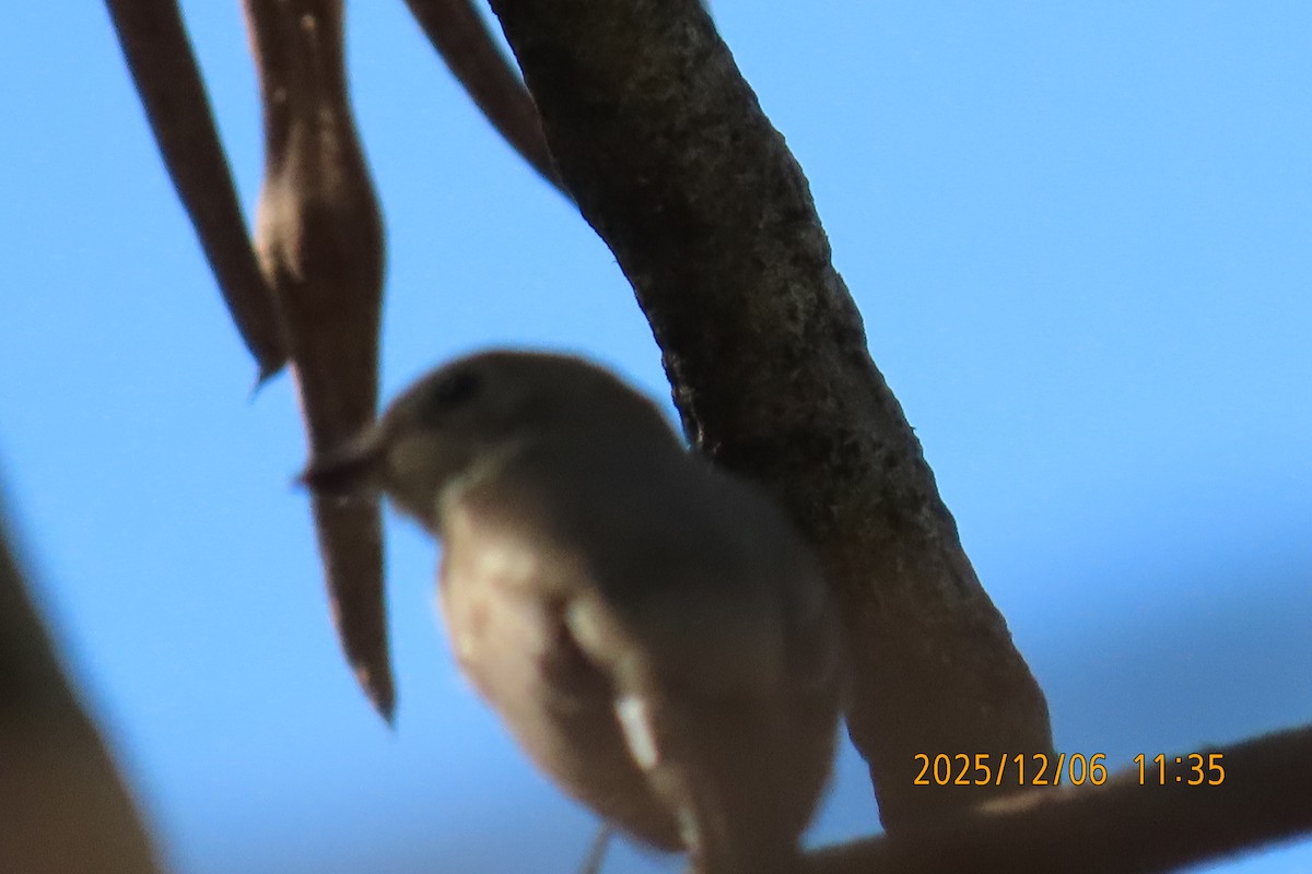 Asian Brown Flycatcher - ML646445524