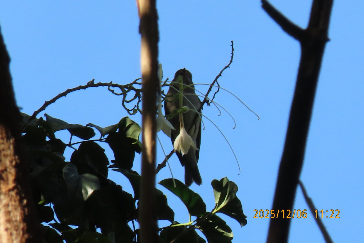 Asian Brown Flycatcher - ML646445525