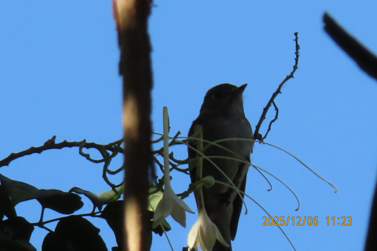 Asian Brown Flycatcher - ML646445526