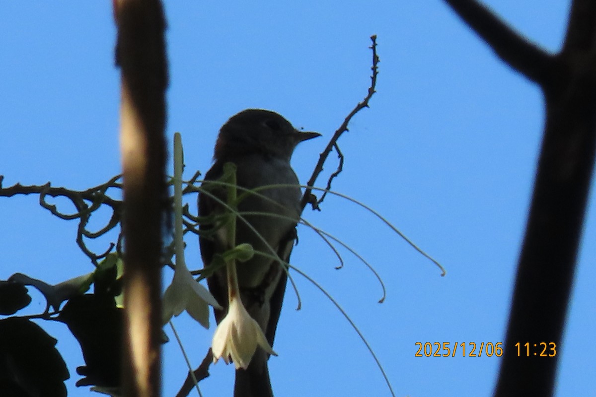Asian Brown Flycatcher - ML646445527